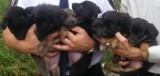Osiem szczeniaczków porzuconych w lesie. Jedna suczka wciąż czeka na nowy dom