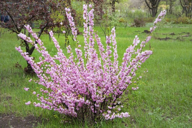 Migdałek trójklapowy kwitnienie od połowy marca do połowy kwietnia, a niekiedy nawet do pierwszych dni maja. Pąki kwiatowe tworzą się latem na jednorocznych pędach, a rozwijają się wiosną następnego roku.
