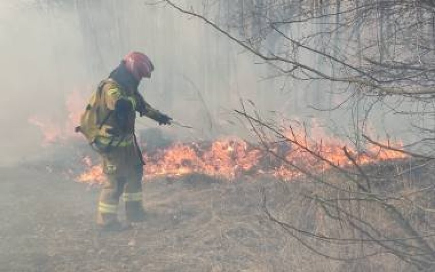 Ogromny pożar traw w gminie Bojszowy. Zrzucano wodę z samolotów - cały czas trwają tam działania dogaszające