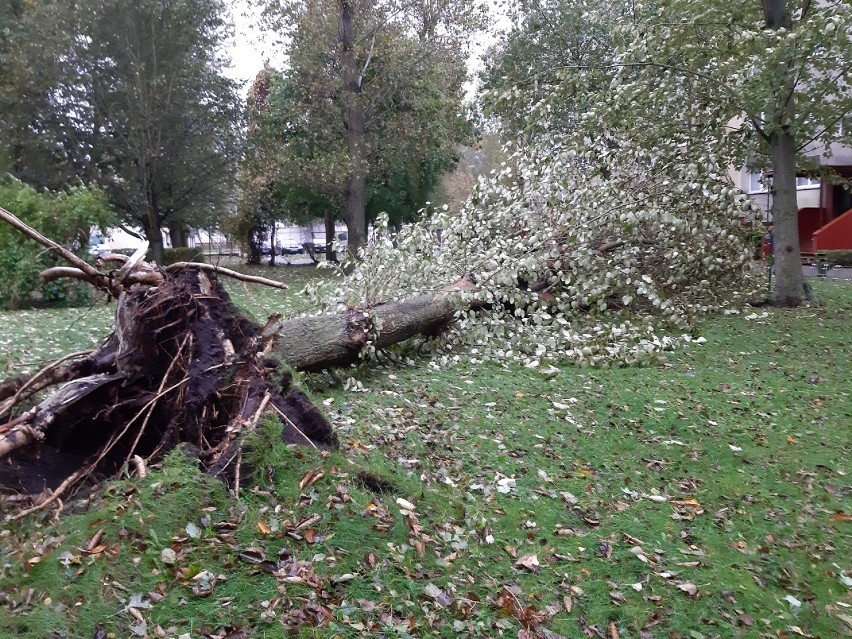 Wiatr powalił ponad 20 metrowe drzewo na osiedlu mieszkaniowym w Ustce. Wyrwał je z korzeniami [ZDJĘCIA]