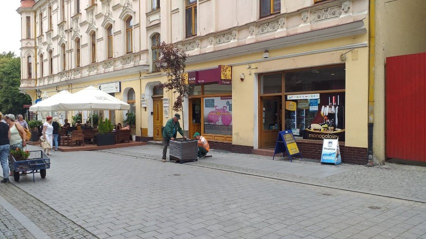 W centrum Chełmna zakwitną jabłonie. To efekt kontynuowania...