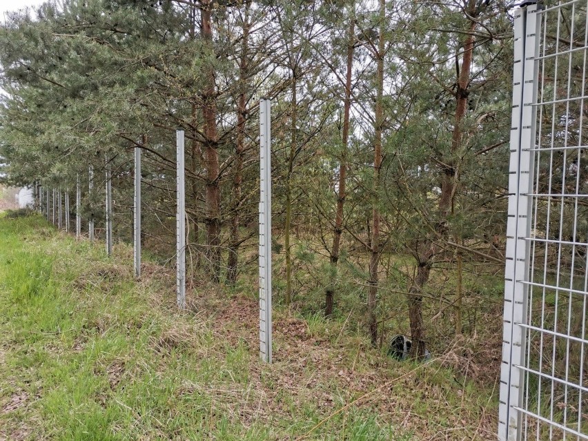 Na działkach po byłym przejściu granicznym w Gubinku grasują...