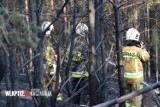 Pożar w Kaszczorze. Spaleniu uległo 35 arów lasu