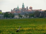 Kraków: bociany na Błoniach