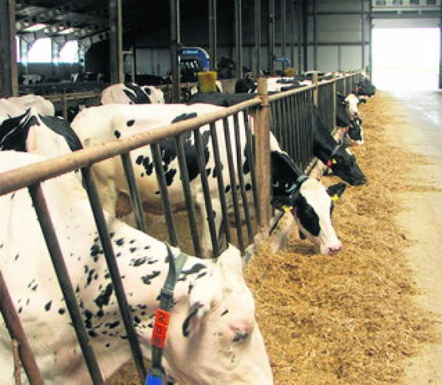 O pomoc finansową mogą się ubiegać producenci mleka, bydła mięsnego i prosiąt