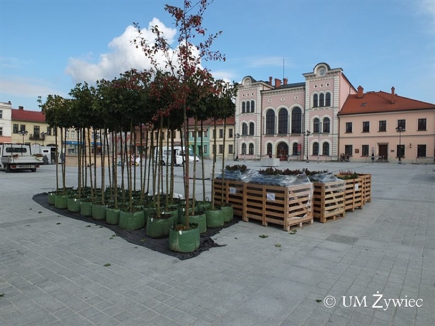 Rynek w Żywcu. Sadzą drzewka i krzewy na rynku [ZDJĘCIA]