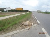 Zwierzęta na drodze! Kolizje drogowe z udziałem zwierząt w gminie Pniewy