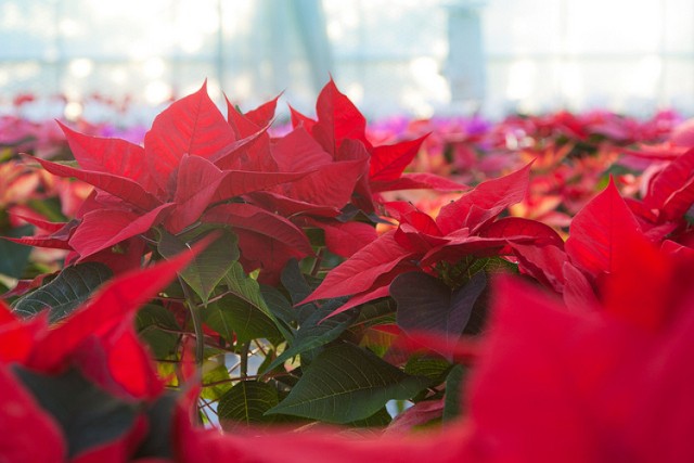 Piosenki świąteczne to nie tylko kolędy. Radioodbiorniki rozgrzewają wszystkie piosenki, które w nazwie mają "Christmas", nie brakuje też polskich świątecznych hitów. A jakie są Wasze ulubione piosenki świąteczne?