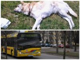 Autobus MPK przejechał psa na ul. Kaliskiej. Mamy oświadczenie kierowcy