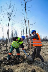 Posadzono ponad 640 drzew na terenie Kopalni Turów. Liściasty azyl w ramach porozumienia z Czechami