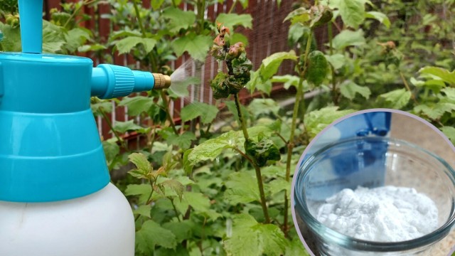 Soda oczyszczona pomoże zwalczyć mszyce. Sprawdź, do czego jeszcze ją wykorzystać w ogrodzie. Przejdź do kolejnych slajdów z poradami, używając strzałki lub przycisku NASTĘPNE.