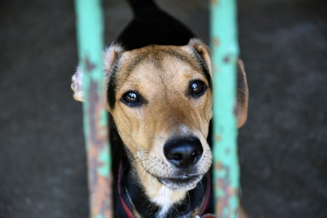 Te psy czekają na adopcję w legnickim schronisku.