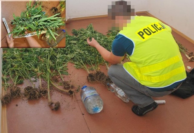 Policja w Kraśniku zlikwidowała plantację konopi