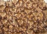 Trwa liczenie nietoperzy w Międzyrzeckim Rejonie Umocnionym
