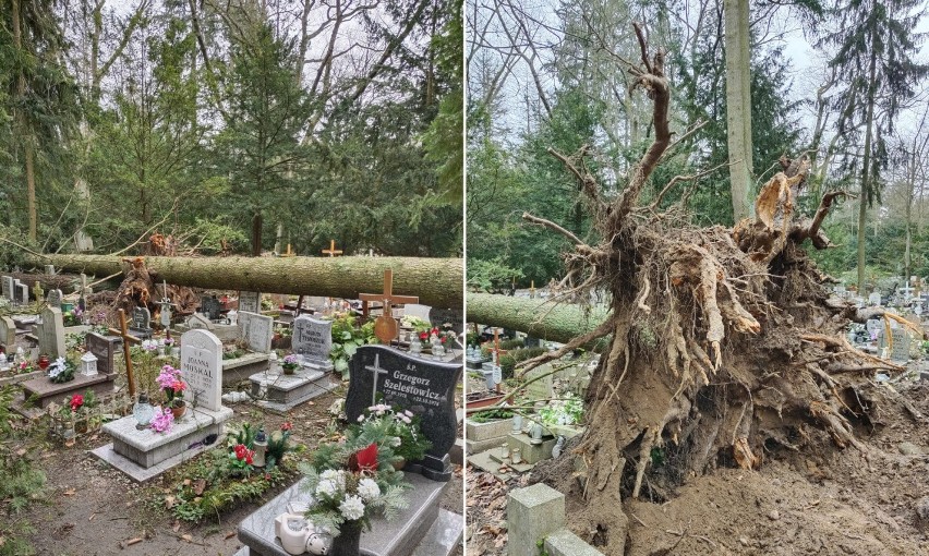 Kolejne powalone drzewa na Cmentarzu Centralnym... Ile zniszczonych nagrobków? Kiedy otwarcie?