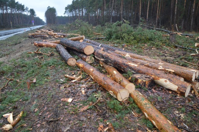 Wycinka lasów przy drodze ze Stalowej Woli w kierunku na Tarnobrzeg