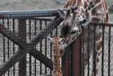 Zoo Wrocław: bilety, godziny otwarcia, dojazd