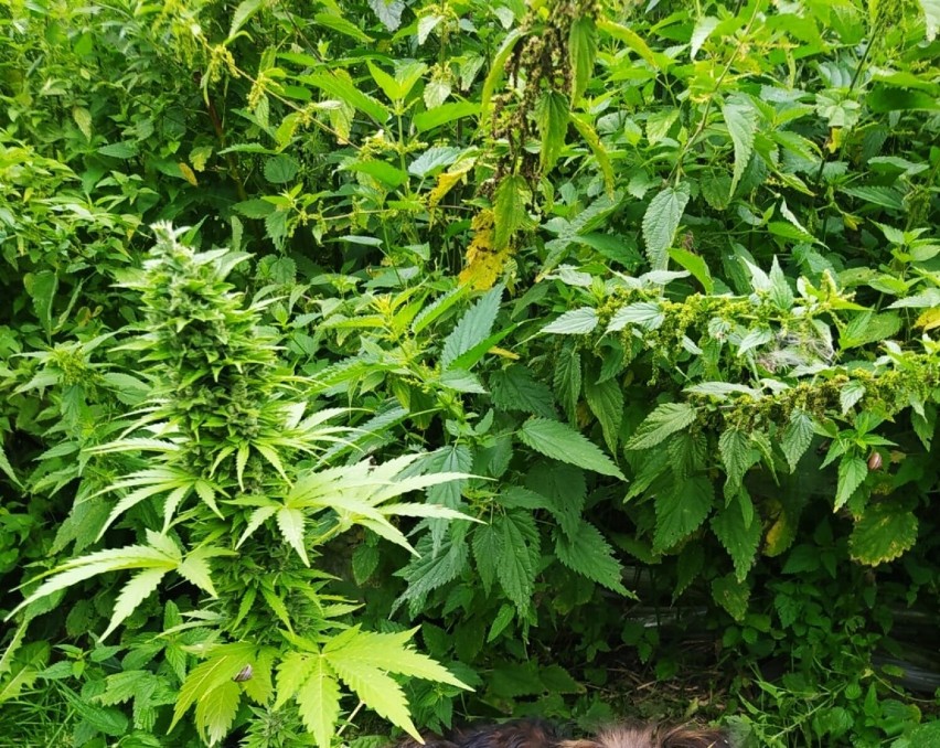 Plantacja marihuany pod Tomaszowem. "Plantatorzy" trafili do aresztu [ZDJĘCIA]