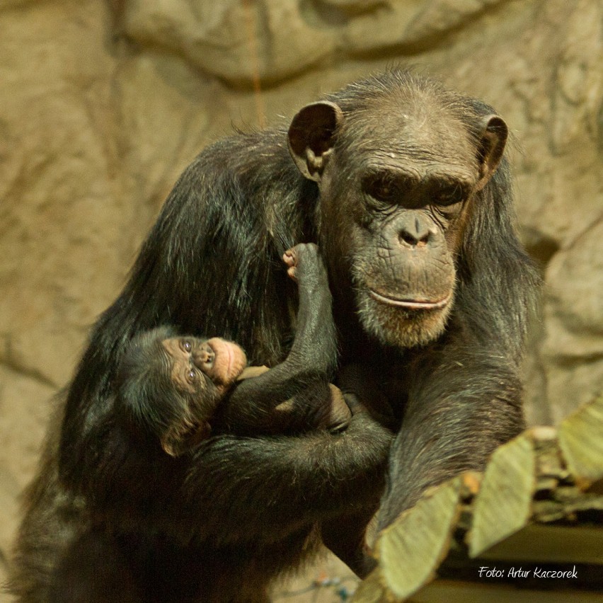 Najmłodszy szympans warszawskiego Zoo nazwany na cześć...