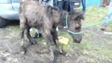 Znęcał się nad zwierzętami w Świętochłowicach. Były zaniedbane, wychudzone i brudne. Teraz za to odpowie