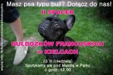 II Spacer Buldożków Francuskich w Kielcach