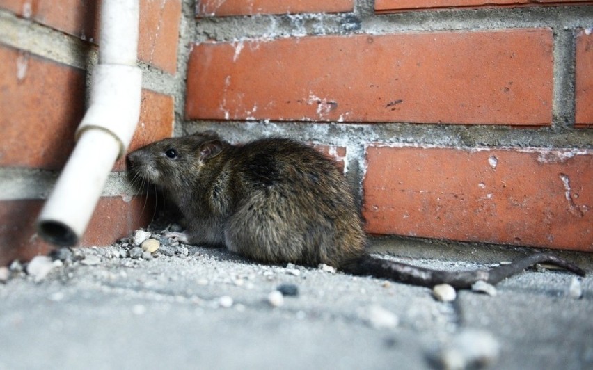 Szczury biegają po skwerze w centrum Sosnowca