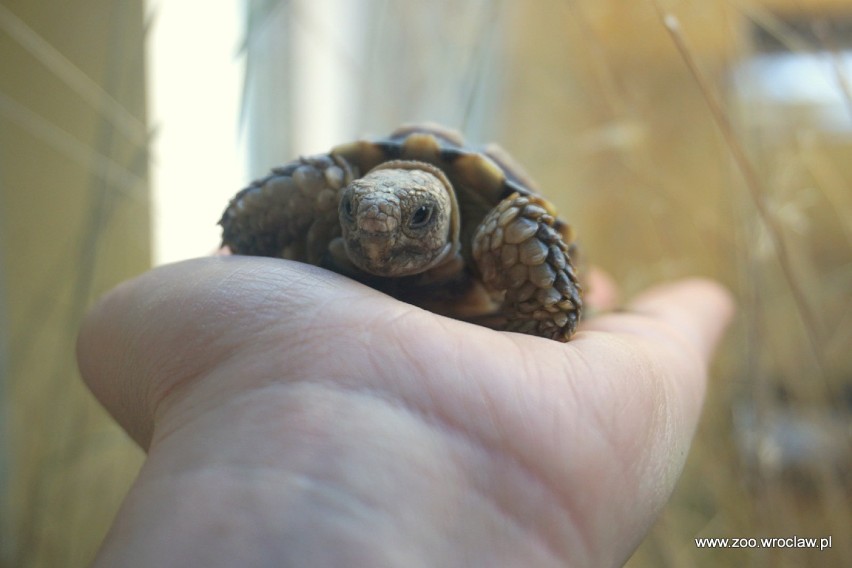 Najmniejszy żółw świata we wrocławskim zoo