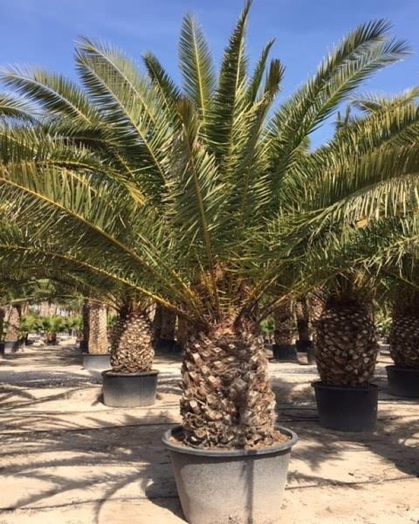 Palmom z gatunku Trachycarpus fortunei, a właśnie takie...