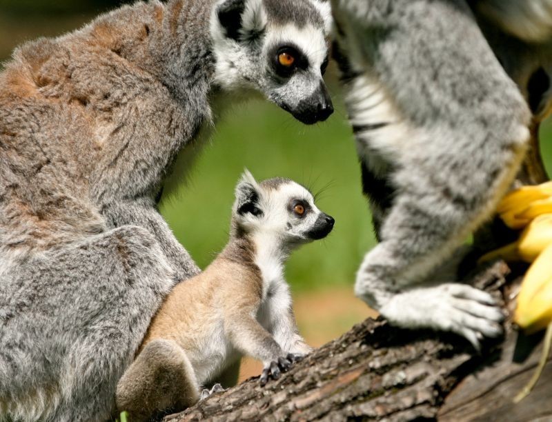 Lemury mają puszyste, miękkie futro, często kontrastowo...