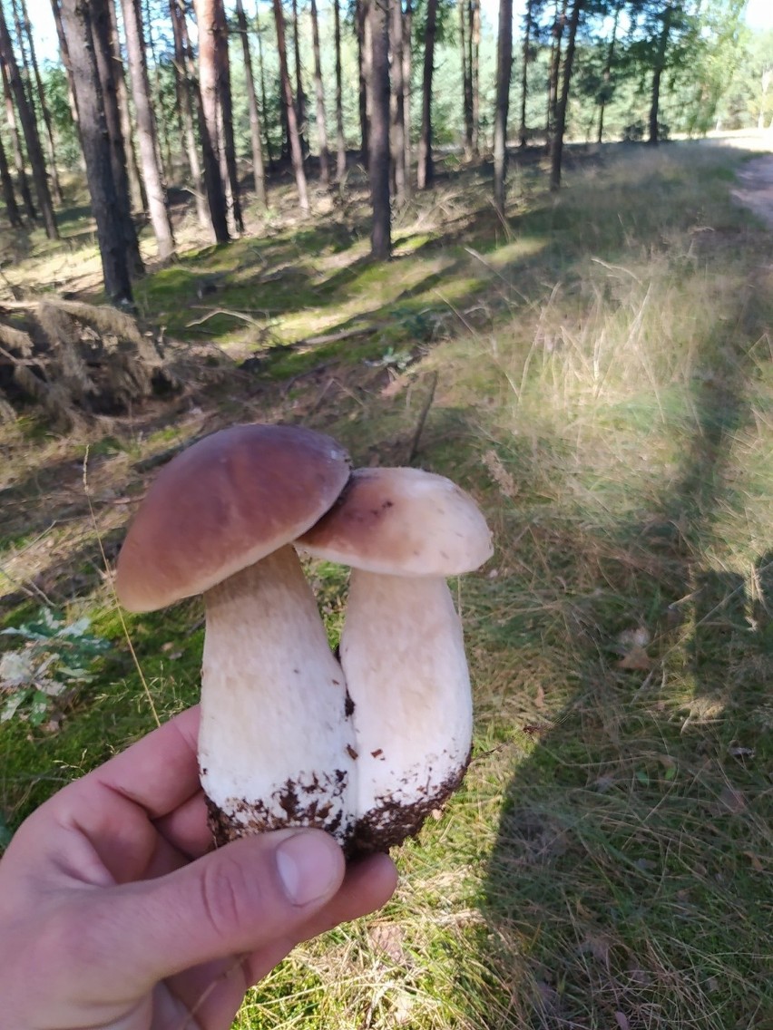 Wysyp grzybów w woj. lubelskim. Nasi Czytelnicy chwalą się swoimi zbiorami. Koniecznie zobaczcie!