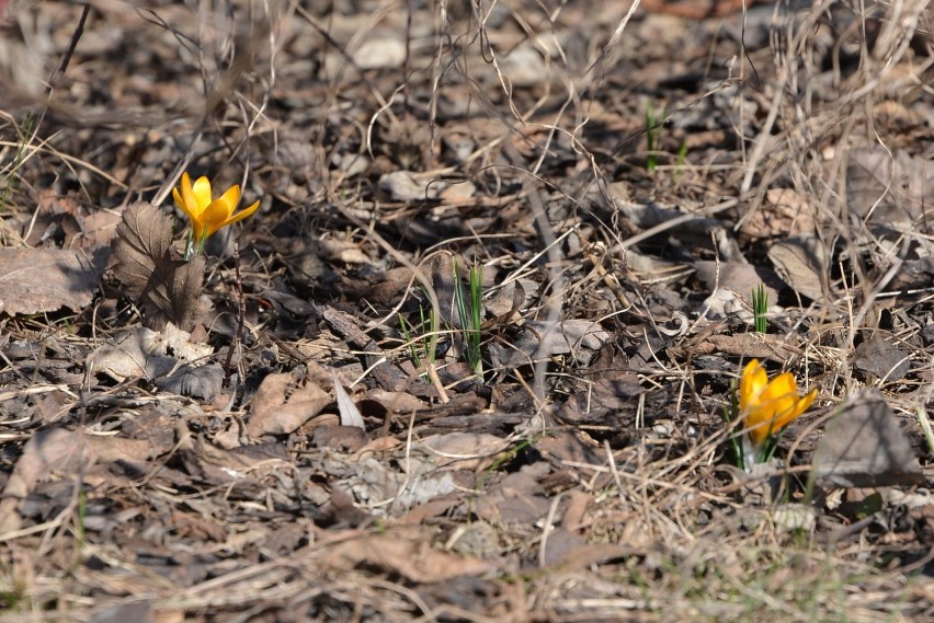 Wiosna w centrum Kielc - rozkwitają już kwiaty (WIDEO, zdjęcia)