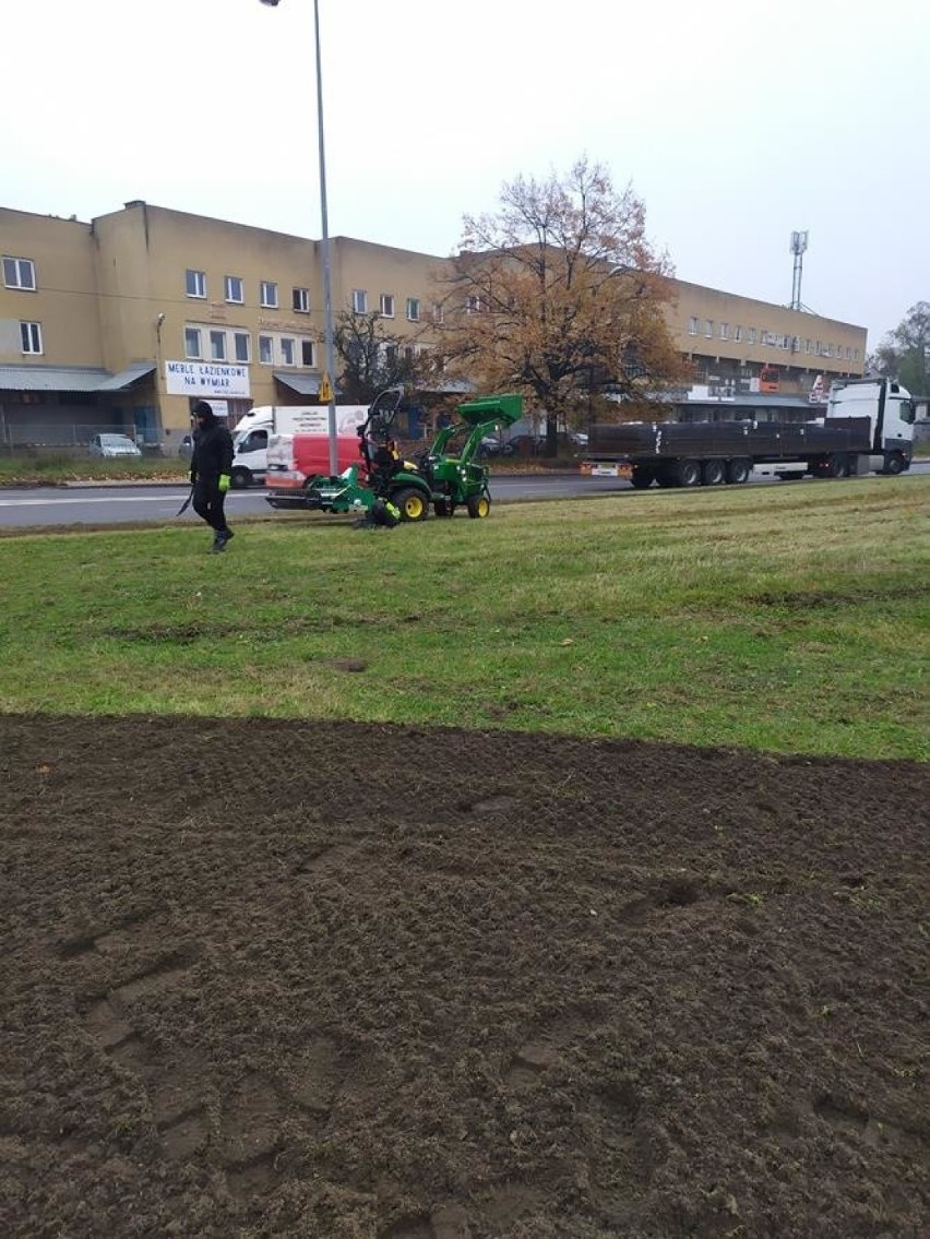 Łąki kwietne w Szczecinie