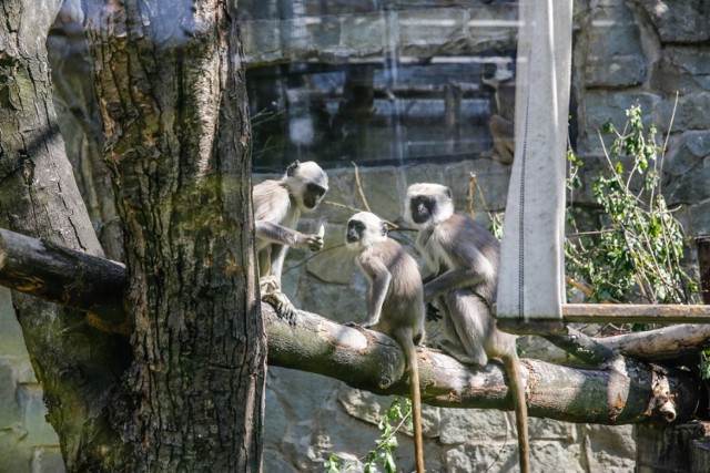 Osoby, które zdecydują się odwiedzić zoo w Chorzowie na majówkę muszą pamiętać o kilku zmianach organizacyjnych. Od niedzieli 1 maja zacznie obowiązywać nowy cennik.

Zobacz kolejne zdjęcia. Przesuwaj zdjęcia w prawo - naciśnij strzałkę lub przycisk NASTĘPNE