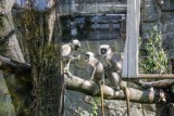 Atrakcje zoo w Chorzowie na majówkę. Wśród nich m.in. powrót minizoo i nowe zwierzęta na wybiegach