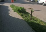 Wandale zniszczyli drzewka w centrum Szczecinka [zdjęcia]