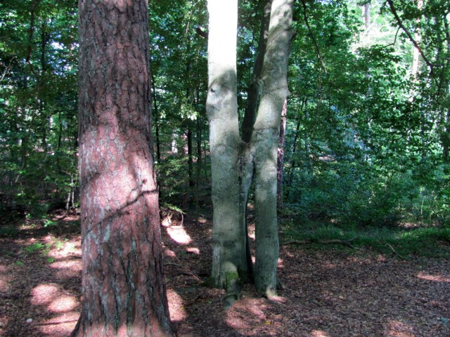 Jest tylko las, ścieżka dydaktyczna i r&oacute;żne ciekawostki takie jak dwa zrośnięte ze sobą drzewa. 
Fot. A. Sobiecki