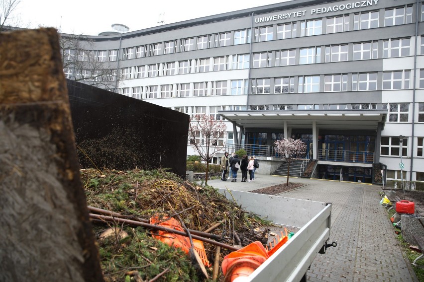 Kraków. Wycinka drzew przed Uniwersytetem Pedagogicznym. Mieszkańcy oburzeni, uczelnia się tłumaczy