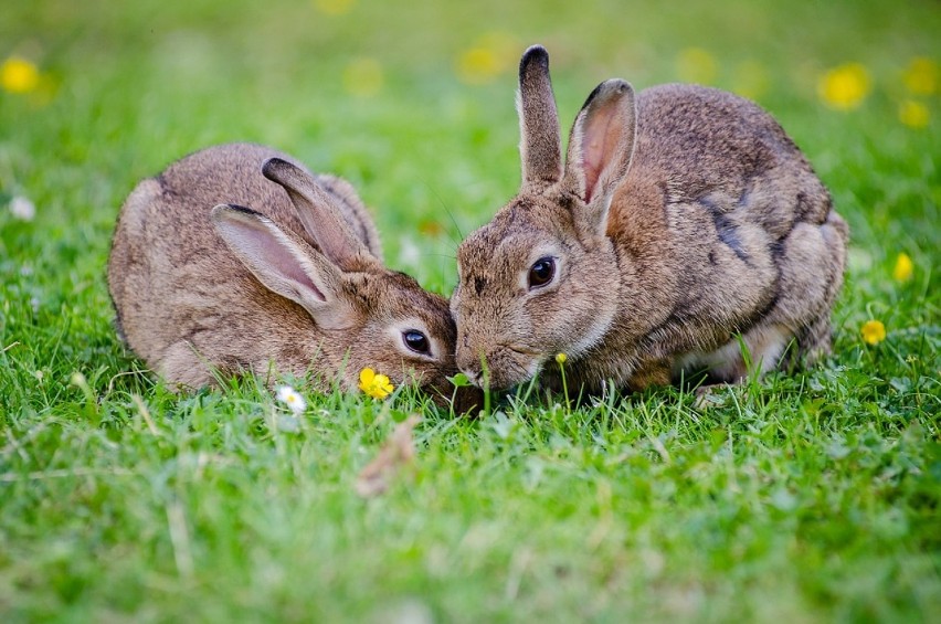 Oleśnickie króliki znajdą schronienie. I to nie byle gdzie, bo w pałacyku!