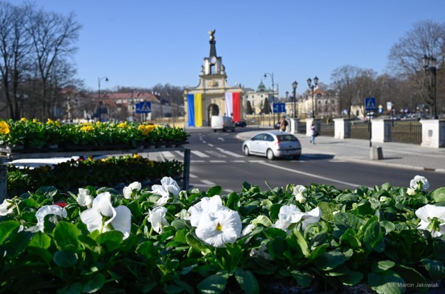 Kwiaty na rondzie Lussy już są. Wkrótce rozkwitnie cały Białystok