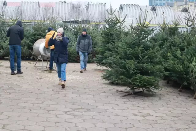 Ceny choinek w Łodzi przed świętami Bożego Narodzenia.