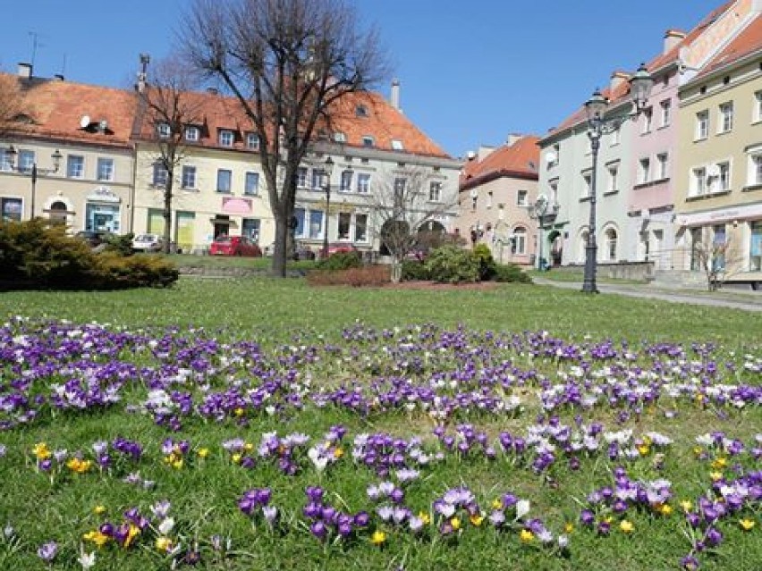 Kolorowe kwiaty zakwitły na wodzisławskim rynku

ZOBACZ TEŻ:...