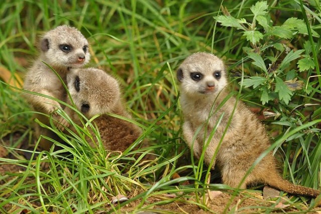 Surykatki zoo Wrocław