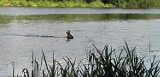 Wędkujący Czytelnik dostrzegł zwierzę płynące w rzece. Niecodzienny gość w bydgoskiej Brdzie [wideo]