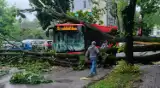 Wypadek w Żywcu. Drzewo spadło na jadący autobus! Mogło dojść do tragedii