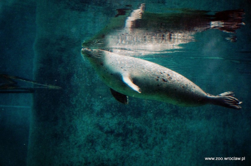 Foki wprowadziły się do wrocławskiego zoo [zdjęcia]