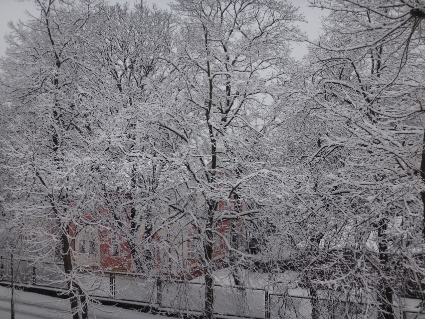 Zielona Góra: Śnieg, śnieg, śnieg...(zdjęcia)