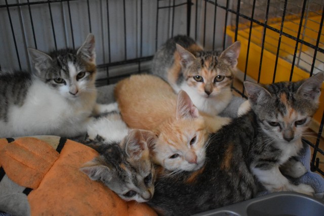 Odratowane małe kotki z Olkusza szukają nowego domu