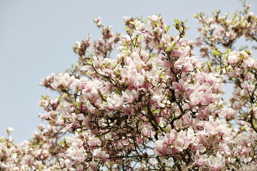 Magnolie w Kórniku w tym roku wyjątkowo pięknie rozkwitły!...
