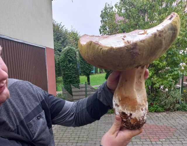 Ważący 2 kg borowik gigant znaleziony przez pana Mateusza z Kramarzówki.