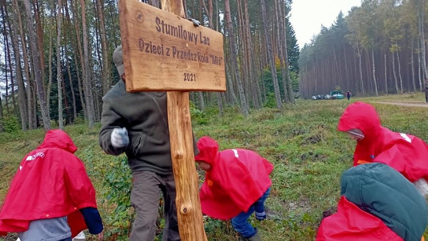 Dzieci z Przedszkola Miś w Szczecinku posadziły prawdziwy Stumilowy Las [zdjęcia]